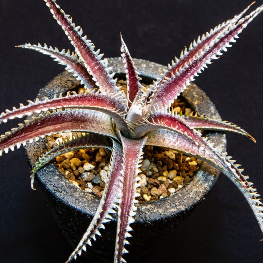 ディッキア ヘブン アンド ヘル Dyckia Heaven And Hell Bloo ディッキア ヘブン アンド ヘル Dyckia Heaven And Hell Bloo