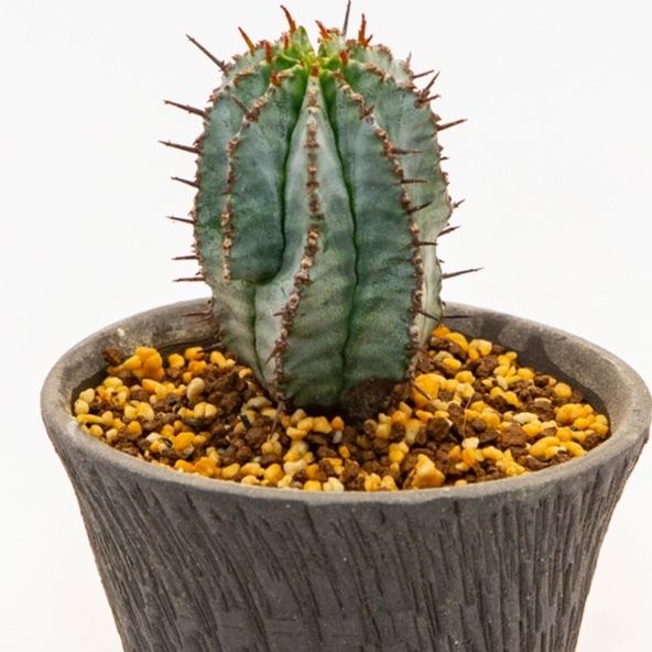 逸品 ユーフォルビア ホリダ 植物 観葉植物