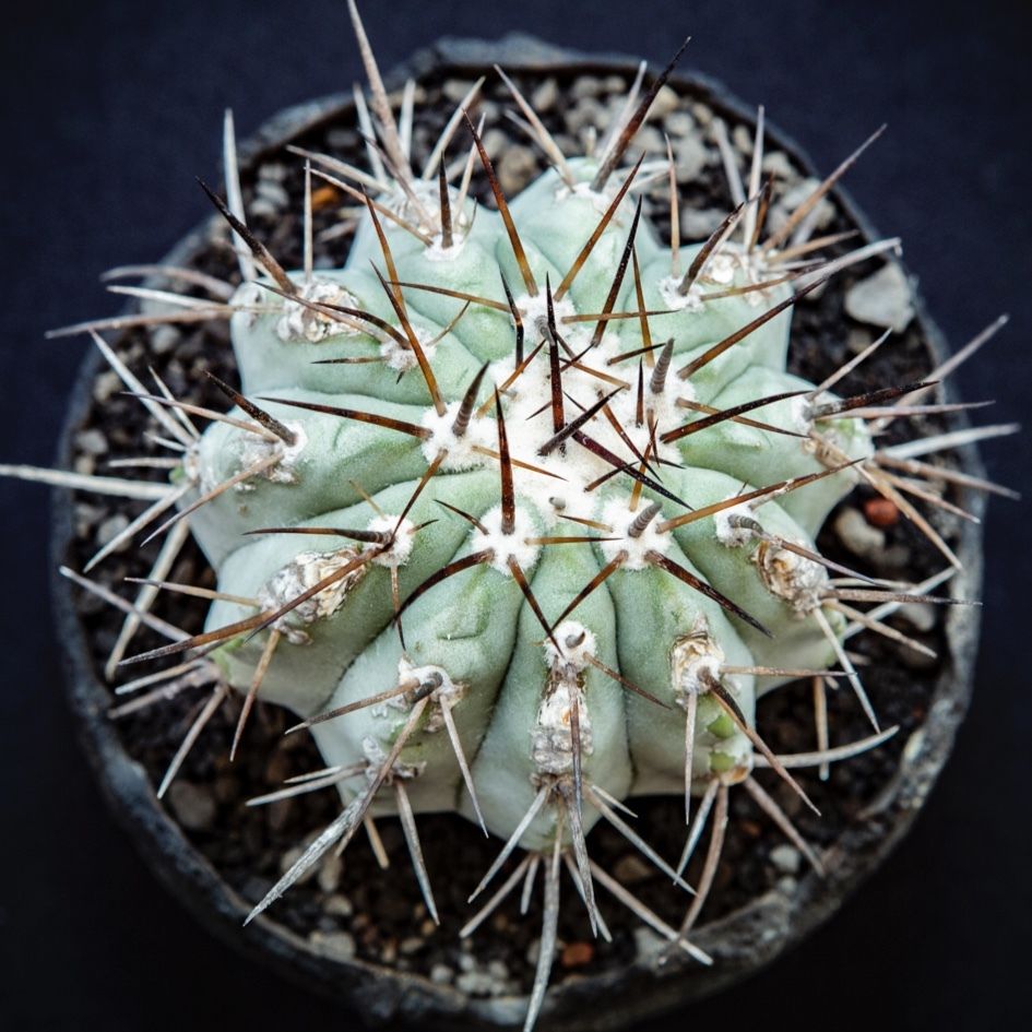 最安値挑戦! Copiapoa SRL 黒王丸 シネレア コピアポア cinerea 植物