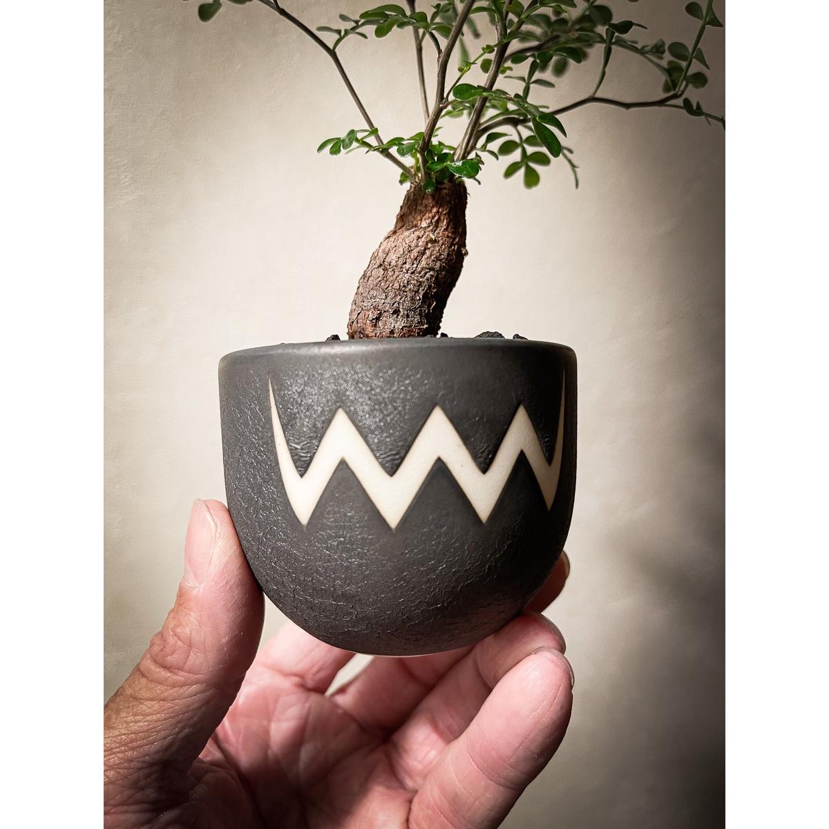 オペルクリカリア パキプス Operculicarya Pachypus Bloomsb