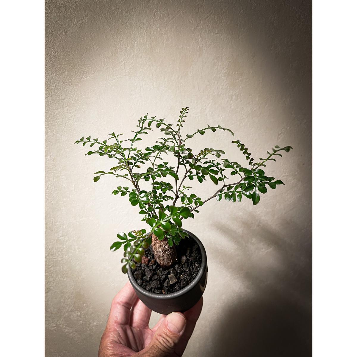 オペルクリカリア パキプス Operculicarya Pachypus Bloomsb