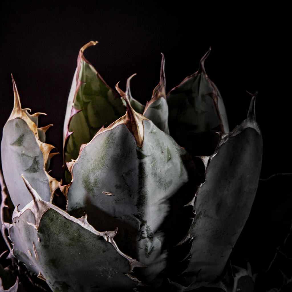 チタノタ ブラックアンドブルー VALIEM Willing plant別注