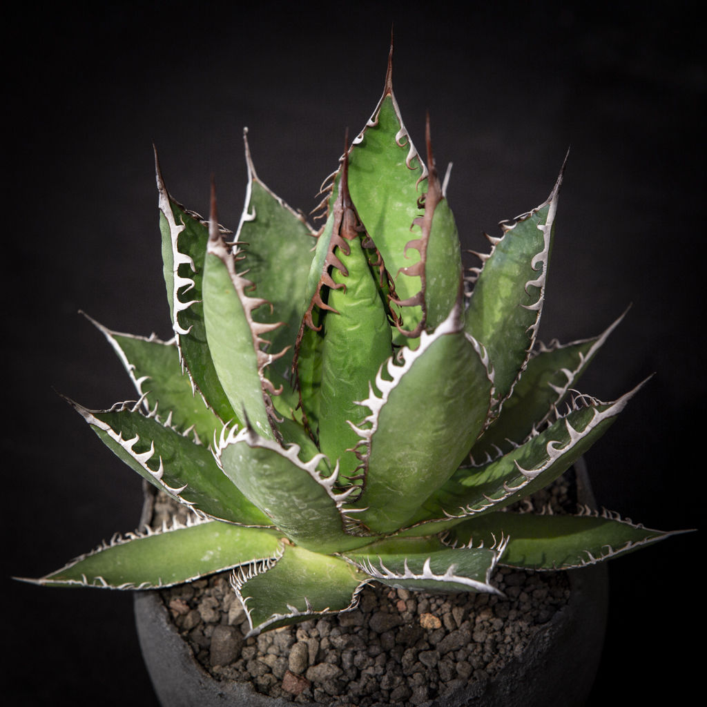 アガベ ホリダ Agave horrida | Bloomsbury PLANTS