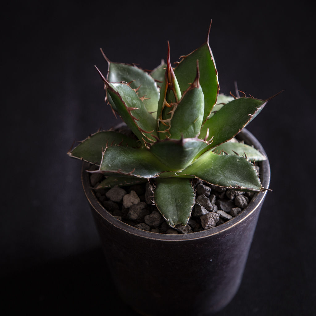 アガベ ホリダ Agave horrida