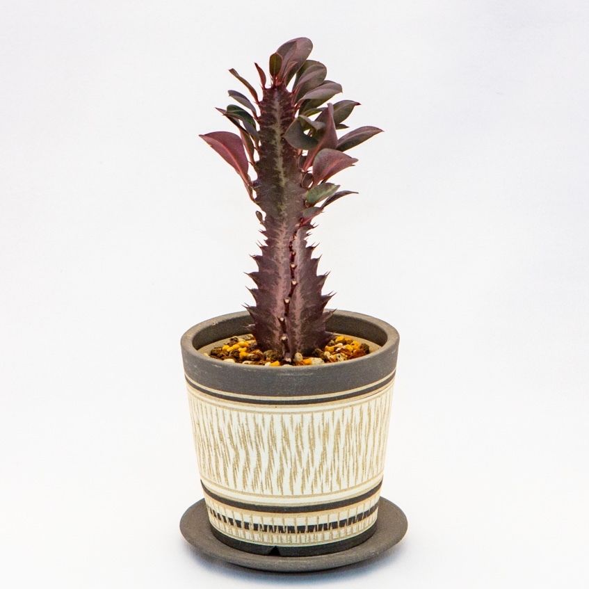 ユーフォルビア トリゴナ Euphorbia Trigona F Rubra Bloom
