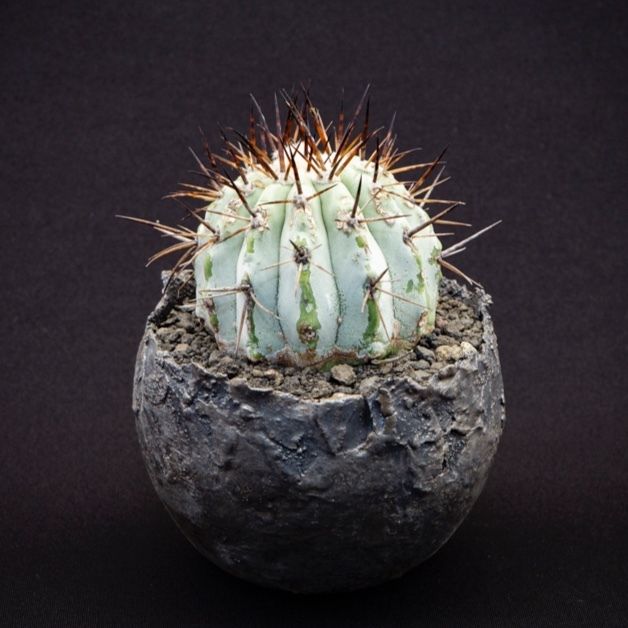 コピアポア シネレア黒王丸 Copiapoa cinerea | Bloomsbury PLANTS