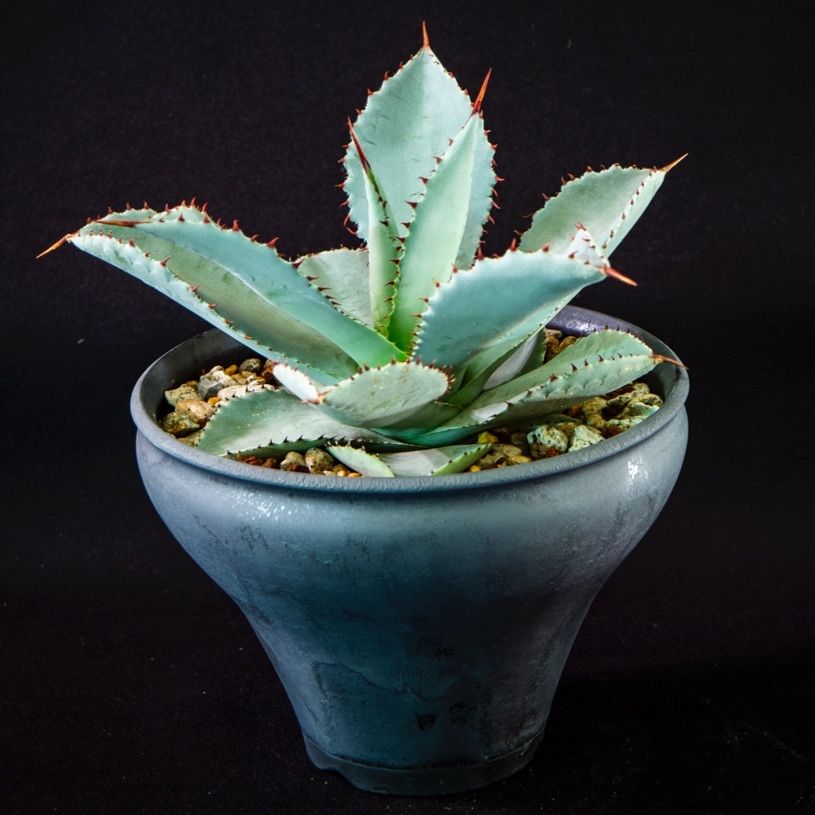 アガベ ピグマエア ドラゴントゥース Agave pygmaea dragontoes アガベ ピグマエア ドラゴントゥース Agave pygmaea dragontoes