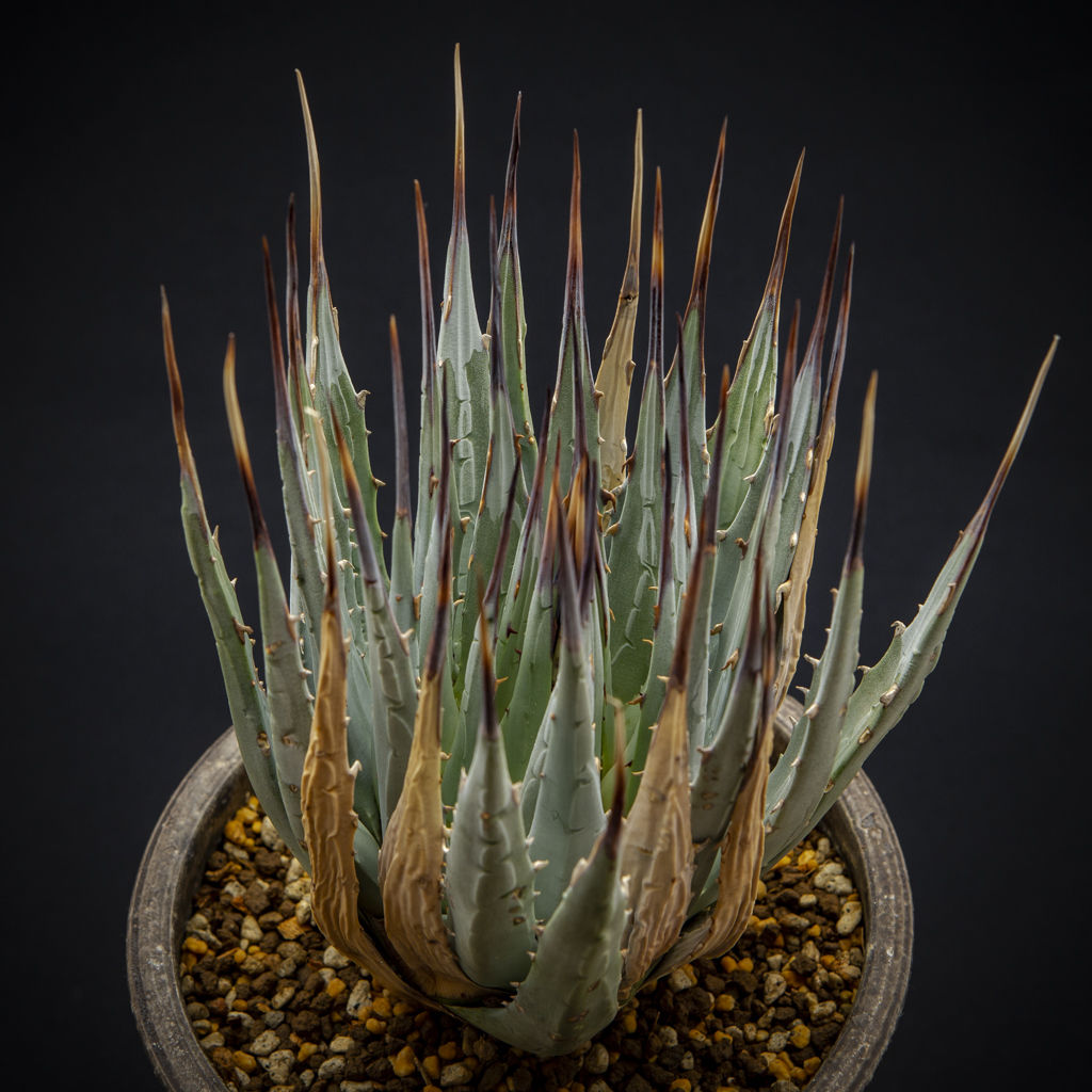 アガベ・ユタエンシス エボリスピナ S3 現地球 見るからに元気ー発根し  