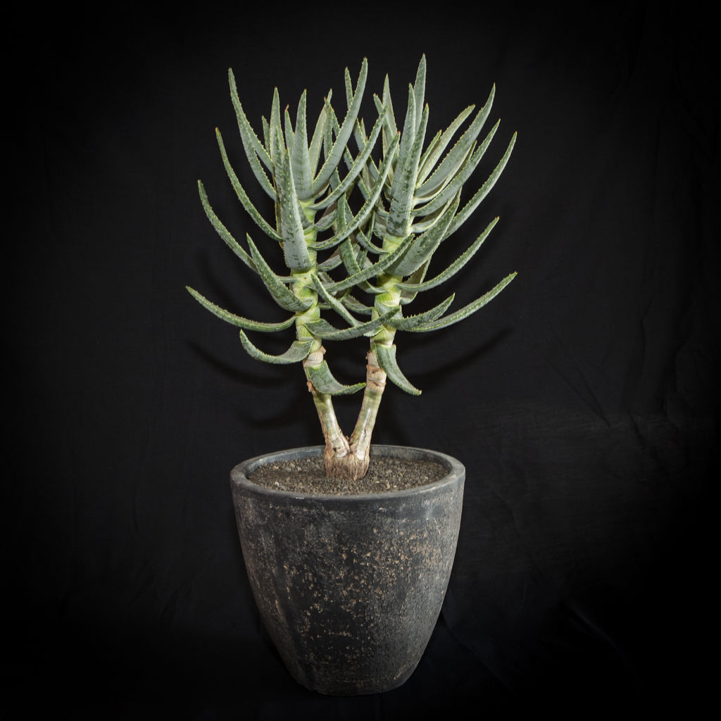 現品】アロエ・ディコトマ（アロエ・デコトマ）8号 5g