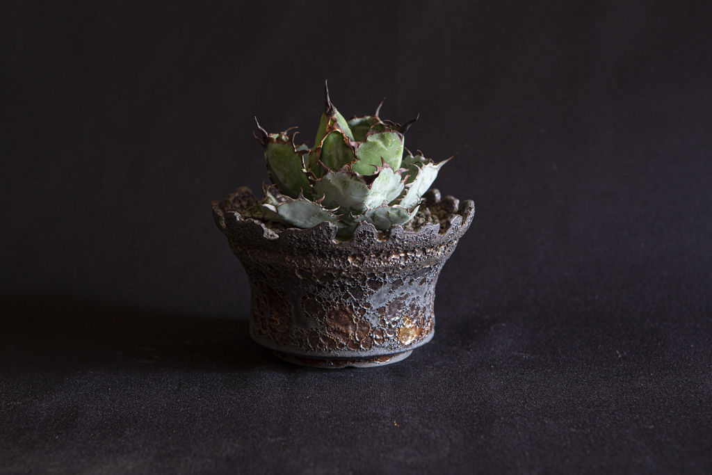 2021激安通販 チタノタ ブラックアンドブルー VALIEM Willing plant