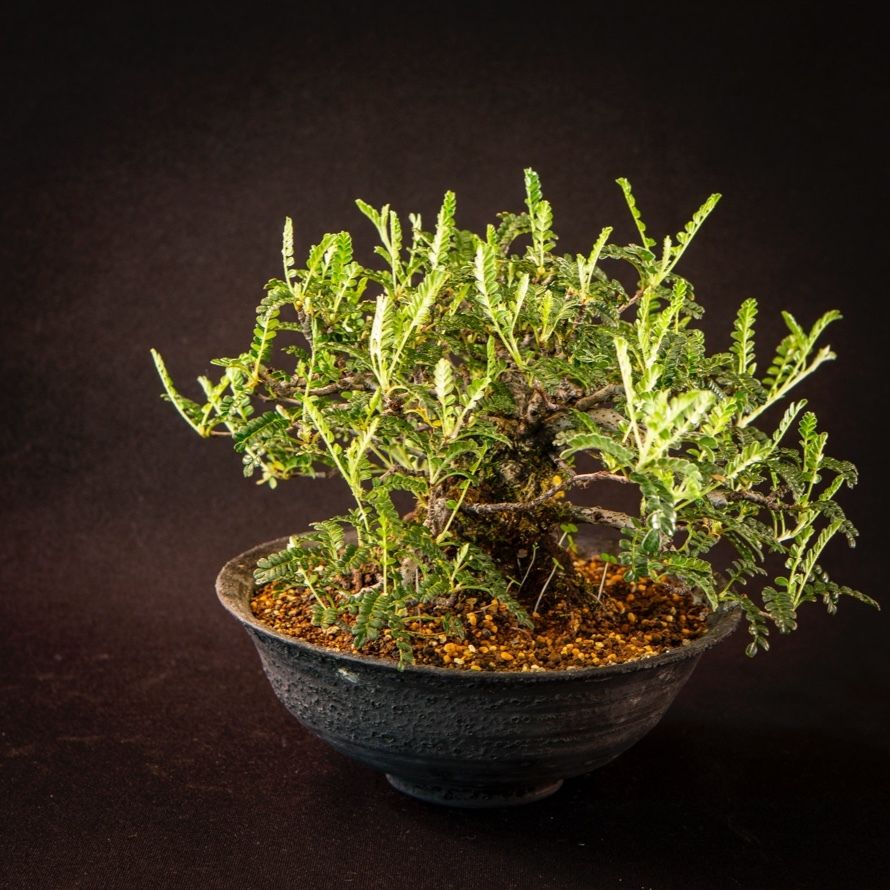磯山椒　イソザンショウ　天梅　盆栽　10 現品】磯山椒（イソザンショウ）天の梅 天皇梅 10号（1