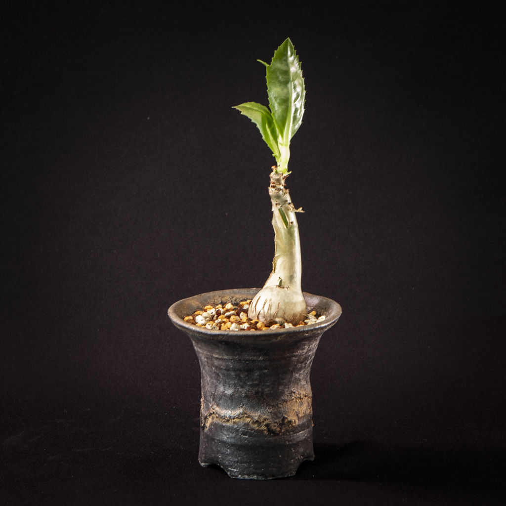 キフォステンマ・ユッタエ】樹皮剥がれワイルド株