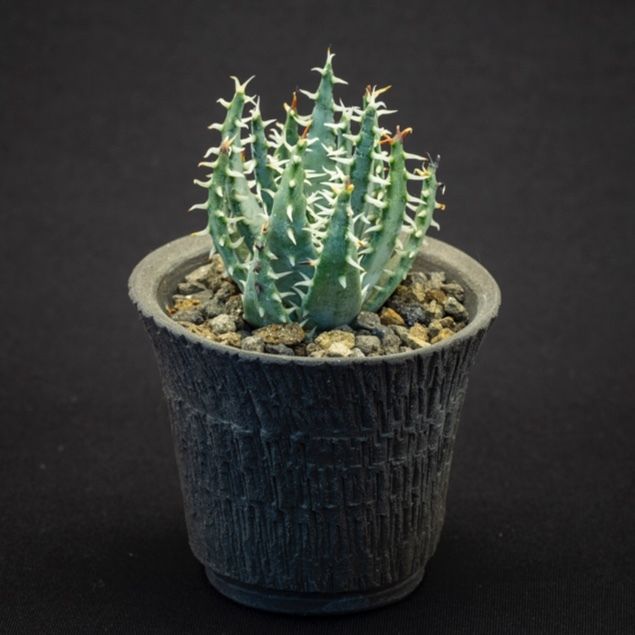 アロエ エリナケア 2 Aloe Melanacantha Ssp Var Erinace