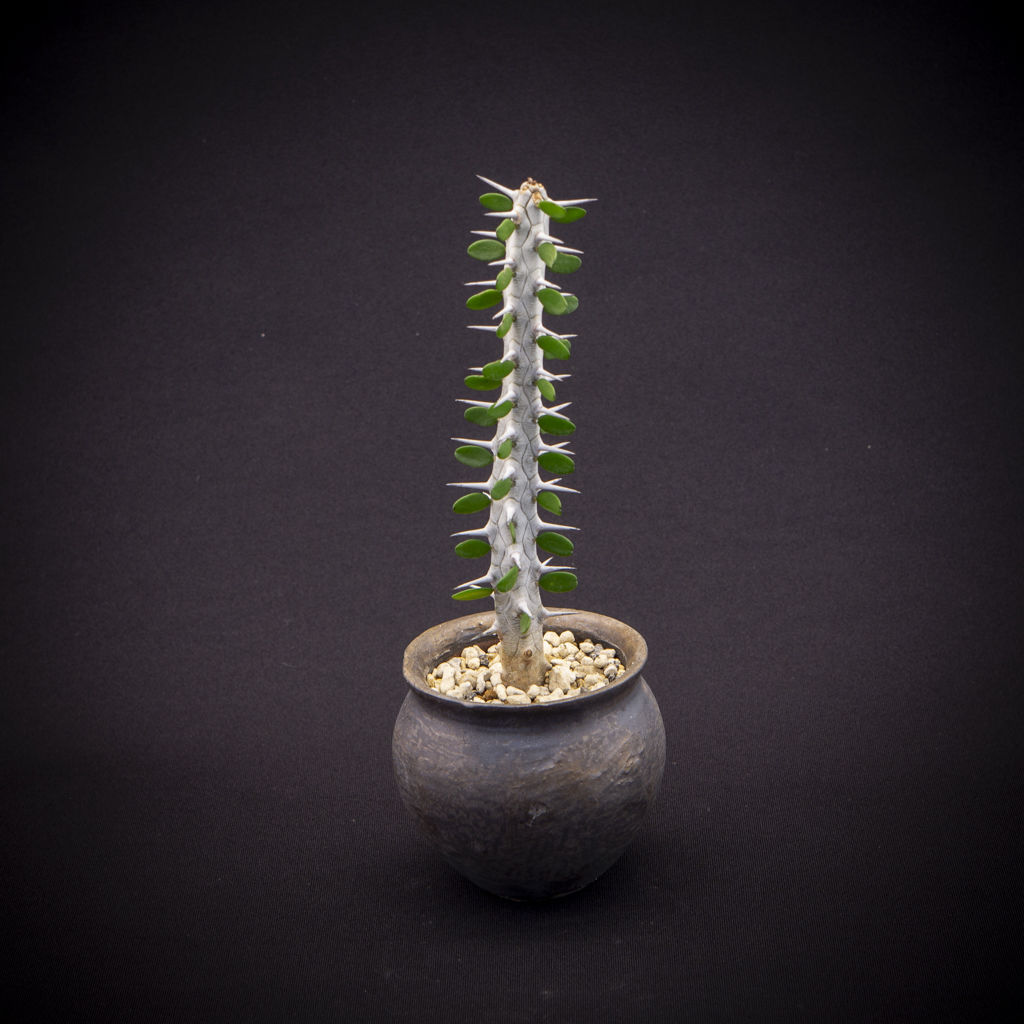 高級ブランド アローディア プロセラ 植物/観葉植物 - education.semel