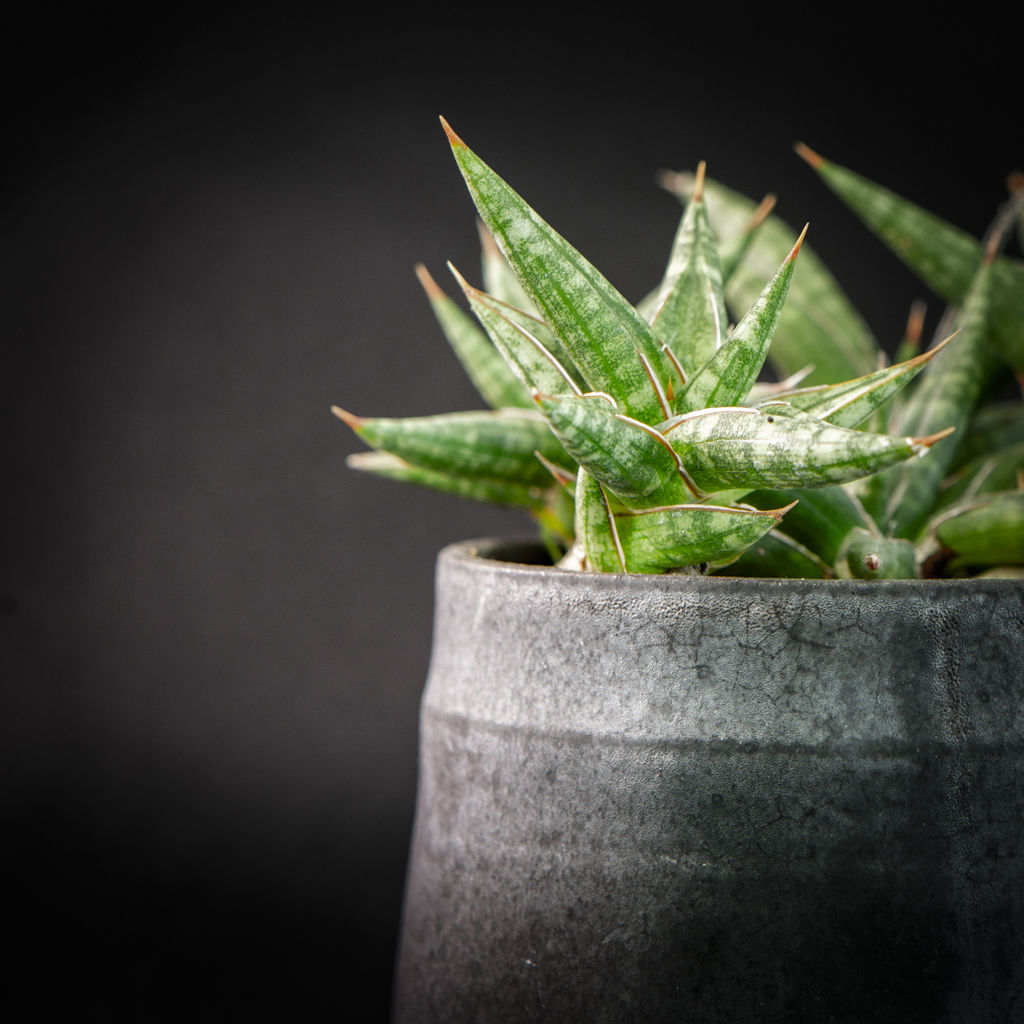 サンスベリア バンテン sansevieria bang-teng