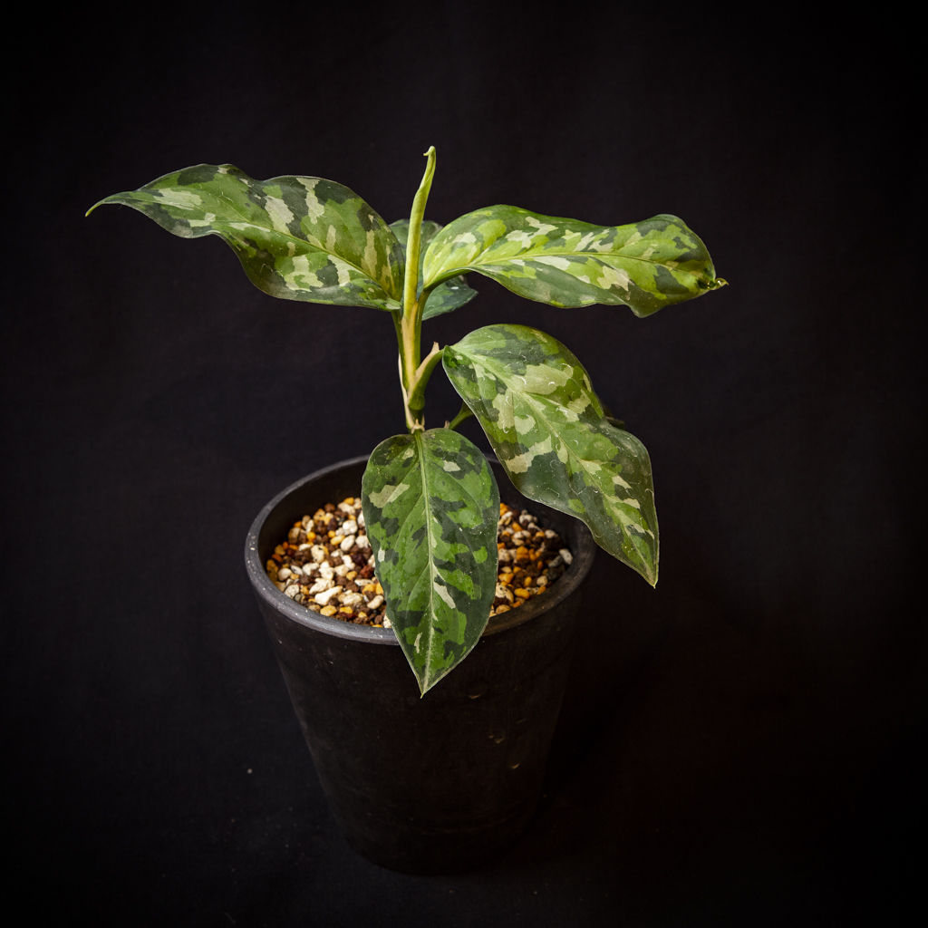 TB便 正規タグ付き】超丸葉トリカラー！ Aglaonema pictum