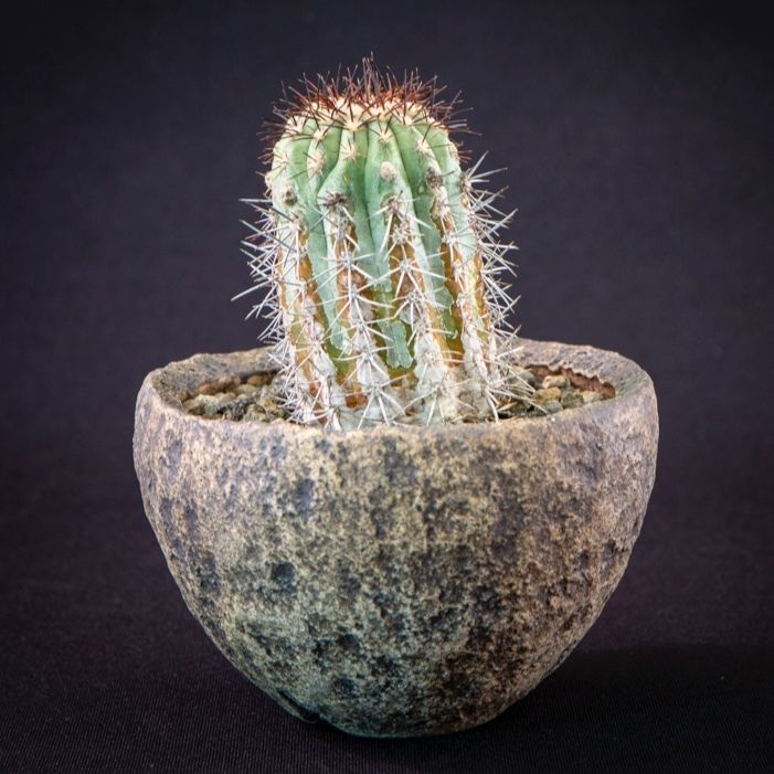 サボテン コピアポア レンベッキーCopiapoa lembckei鬼女冠