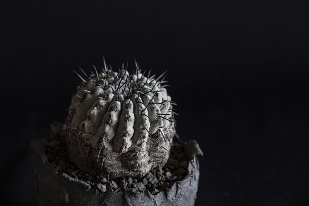 コピアポア シネレア 黒王丸 Copiapoa cinerea | Bloomsbury P...