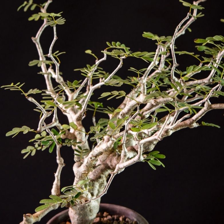 センナ メリディオナリス Senna Meridionalis Bloomsbury Pl