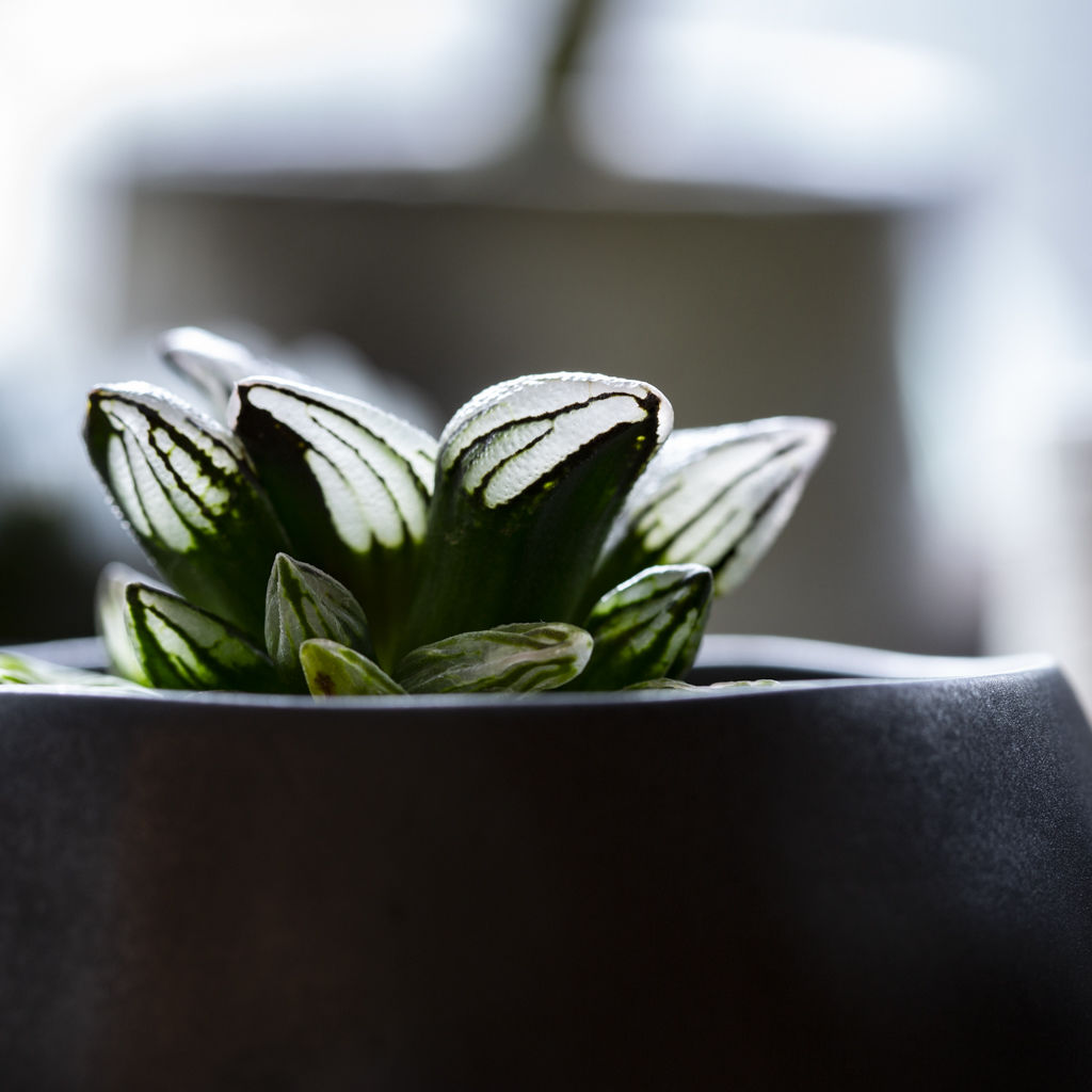 ハオルチア アトロフスカ ミュータント Haworthia Atrofusca Mutant ハオルチア アトロフスカ ミュータント Haworthia Atrofusca Mutant