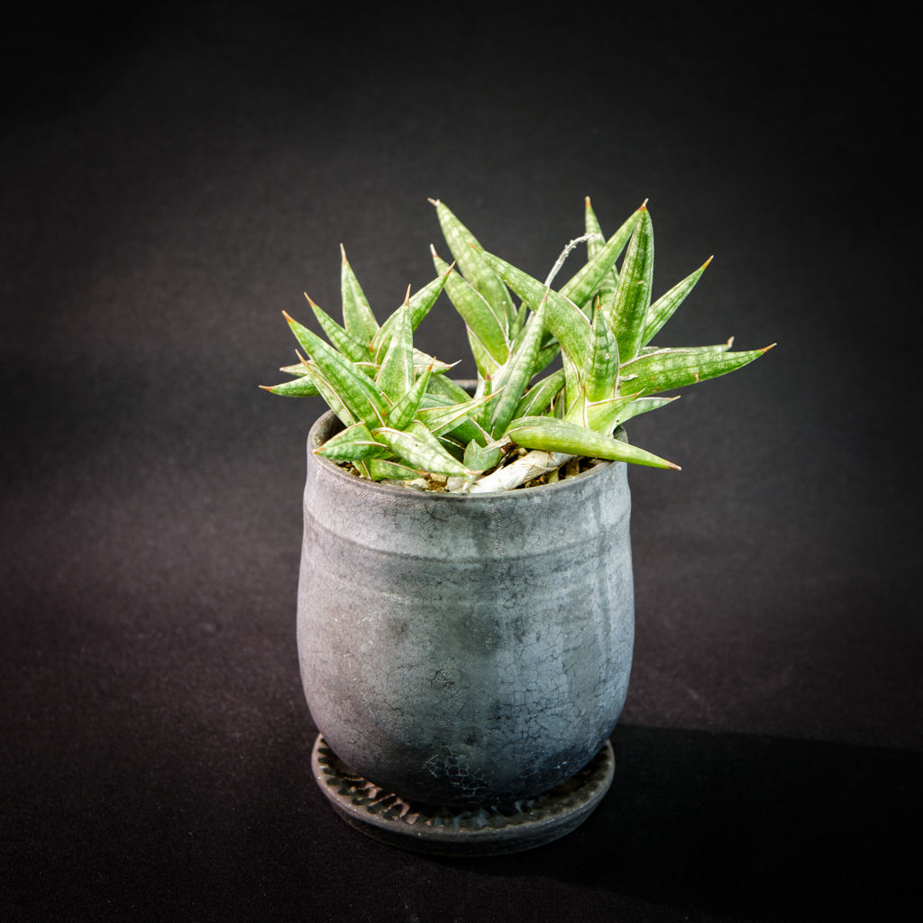 サンスベリア バンテン sansevieria bang-teng