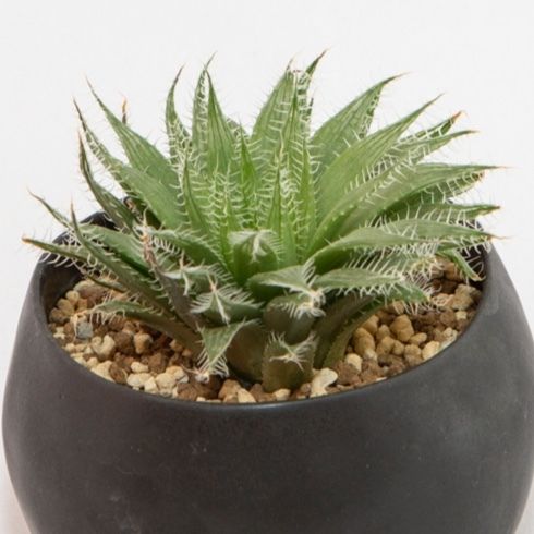 ハオルチア アラクノイデア Haworthia Arachnoidea Bloomsbur