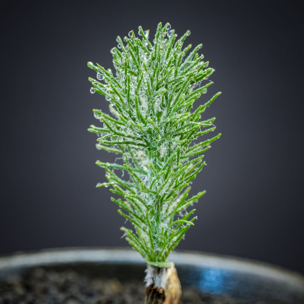 S*n様 珍奇植物‼️ 霧氷玉 エリオスペルマム・フォリオリフェルム 超レア‼️珍奇植物‼️ 霧氷玉 エリオスペルマム プスツ 多肉植物