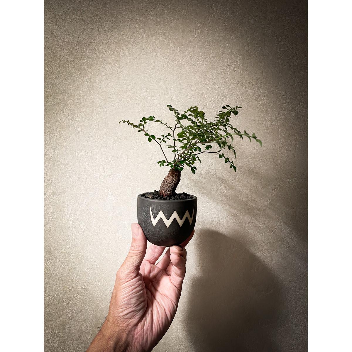 オペルクリカリア パキプス Operculicarya Pachypus Bloomsb