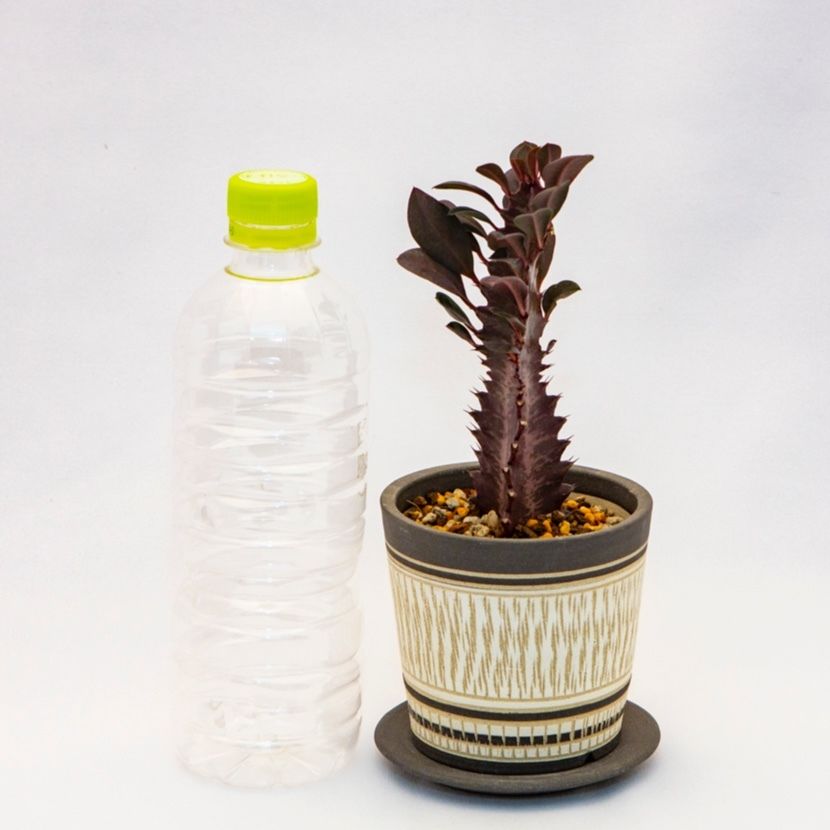 ユーフォルビア トリゴナ Euphorbia Trigona F Rubra Bloom