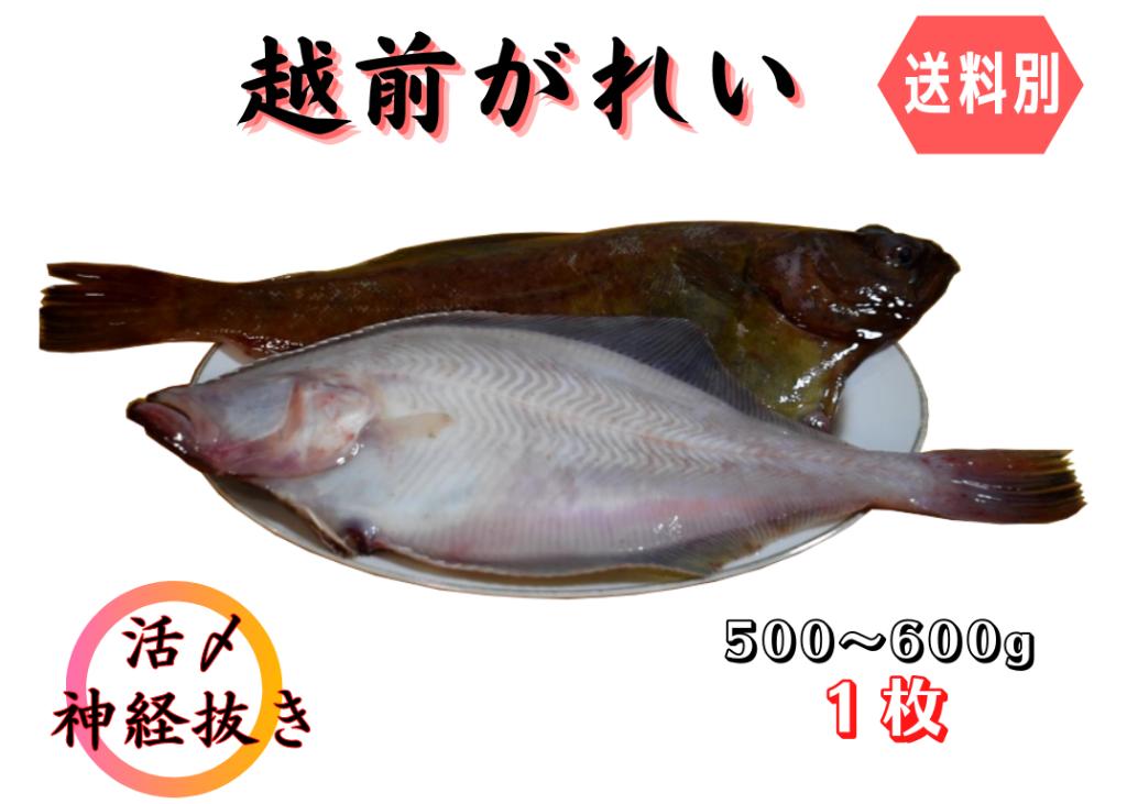越前がれい 活〆 神経抜き 1枚 Jf福井漁連 送料別 ふくとこ
