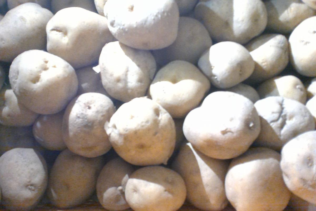 雪室あまみ芋 とうや 1 Future Farm