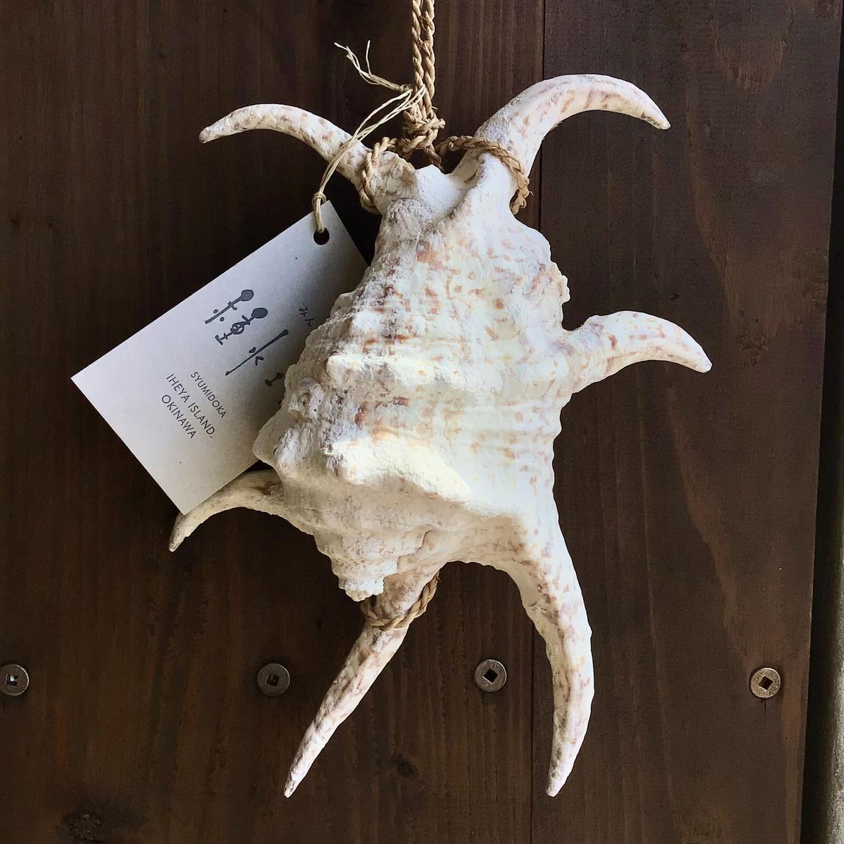 水字貝　スイジガイ　沖縄産 貝殻　火難除け・魔除け　自然 標本 コレクション 水字貝スイジガイ沖縄産 貝殻火難除け・魔除け自然 標本 コレクション