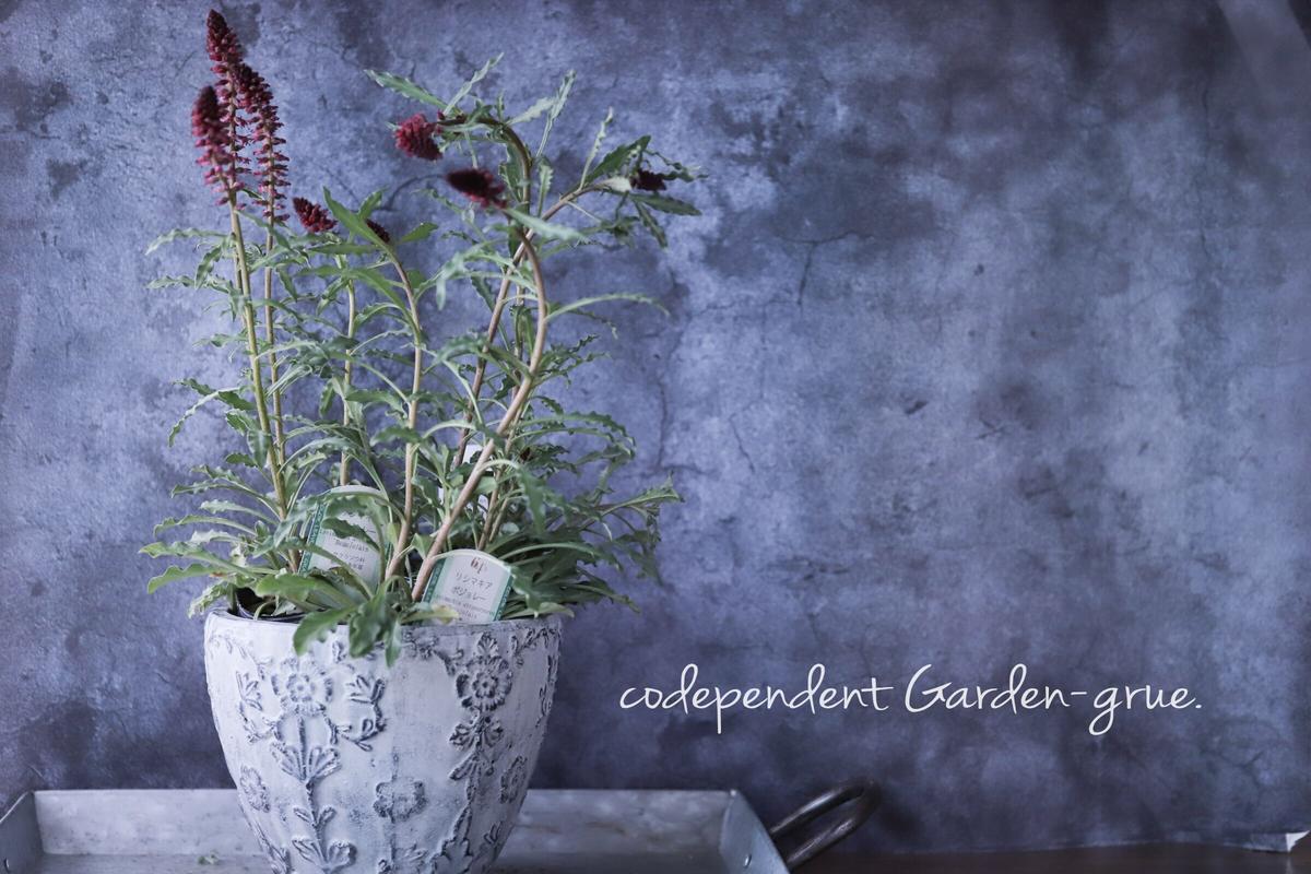 リシマキア ボジョレー Garden Grue