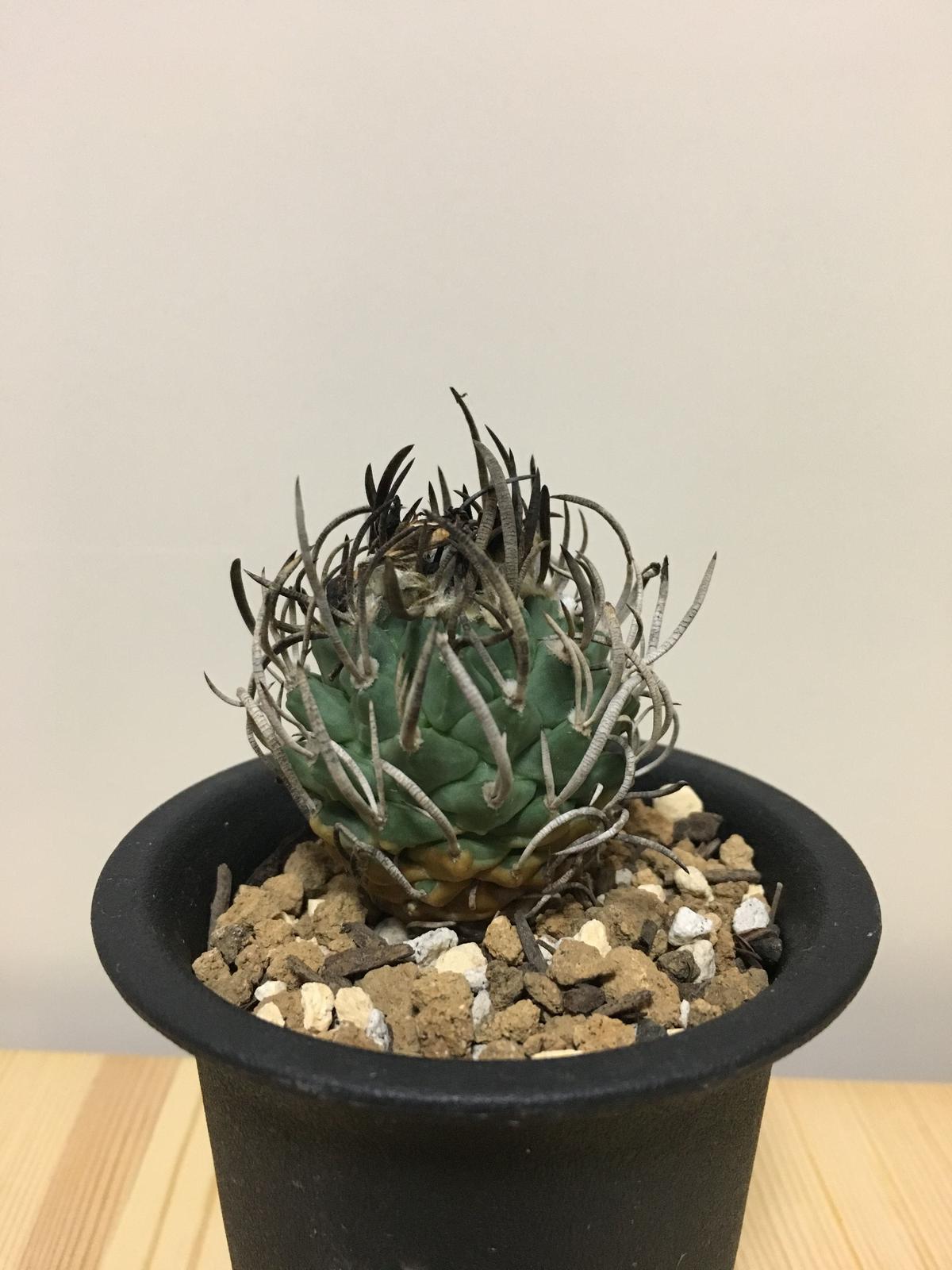 59 ツルビニカルプス 昇竜丸 サボテン 多肉植物