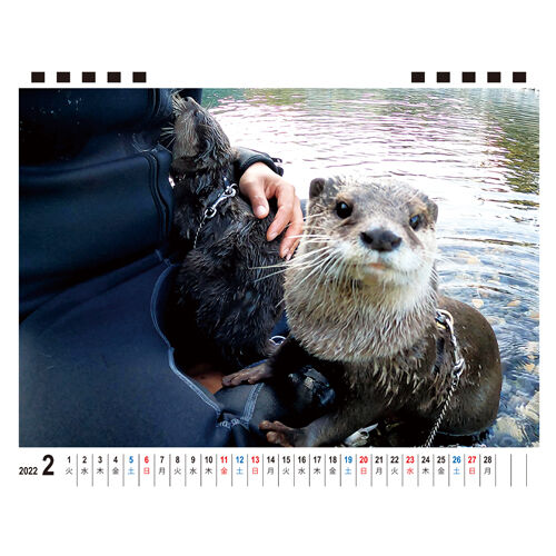 Download】 B5Size Otter Aty 2022 Desktop Calend...
