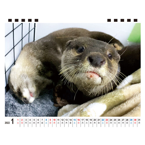 Download】 B5Size Otter Aty 2022 Desktop Calend...