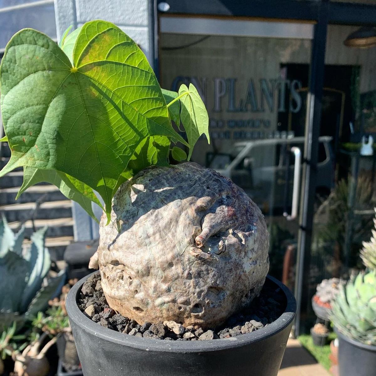 現品】 希少 塊根植物 激レア フィルミアナコロラータ FIRMIANA