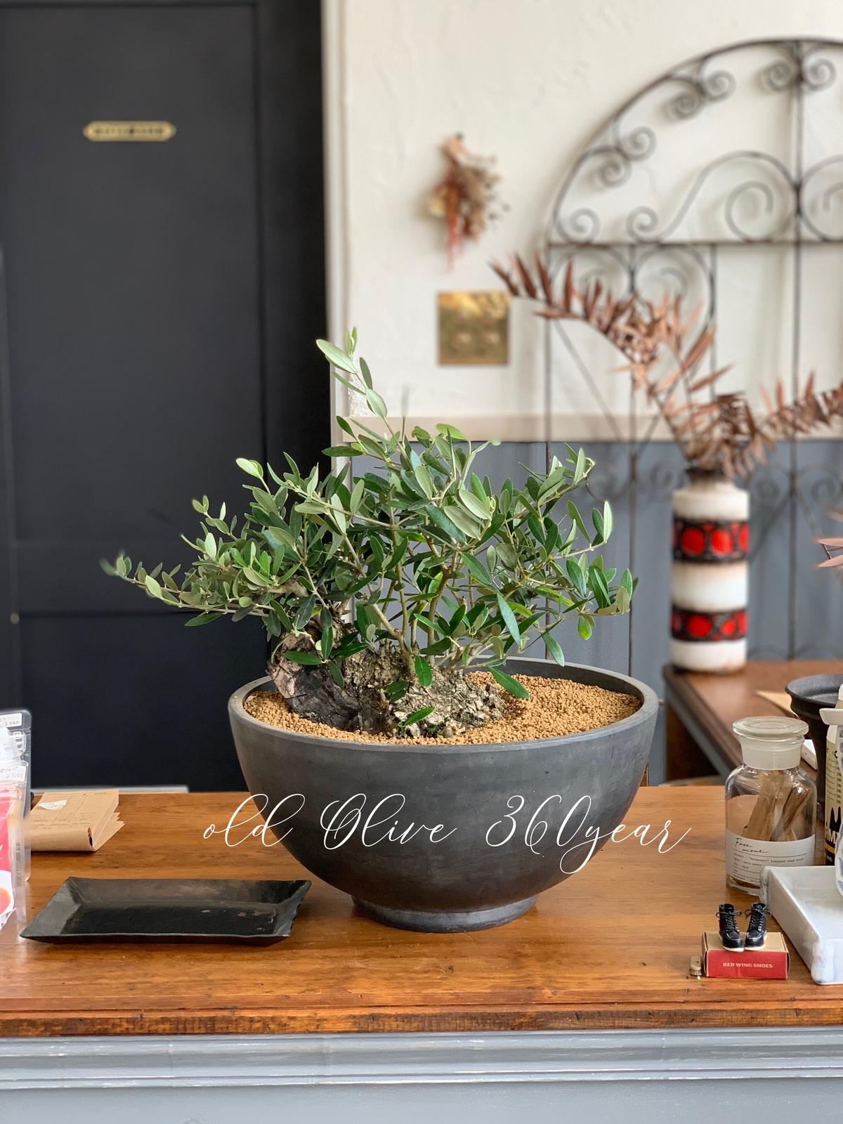 【未使用】GOUJIN × BOTANIZE 植木鉢① BOTANIZE × GOUJIN コラボ ポット（大鉢）