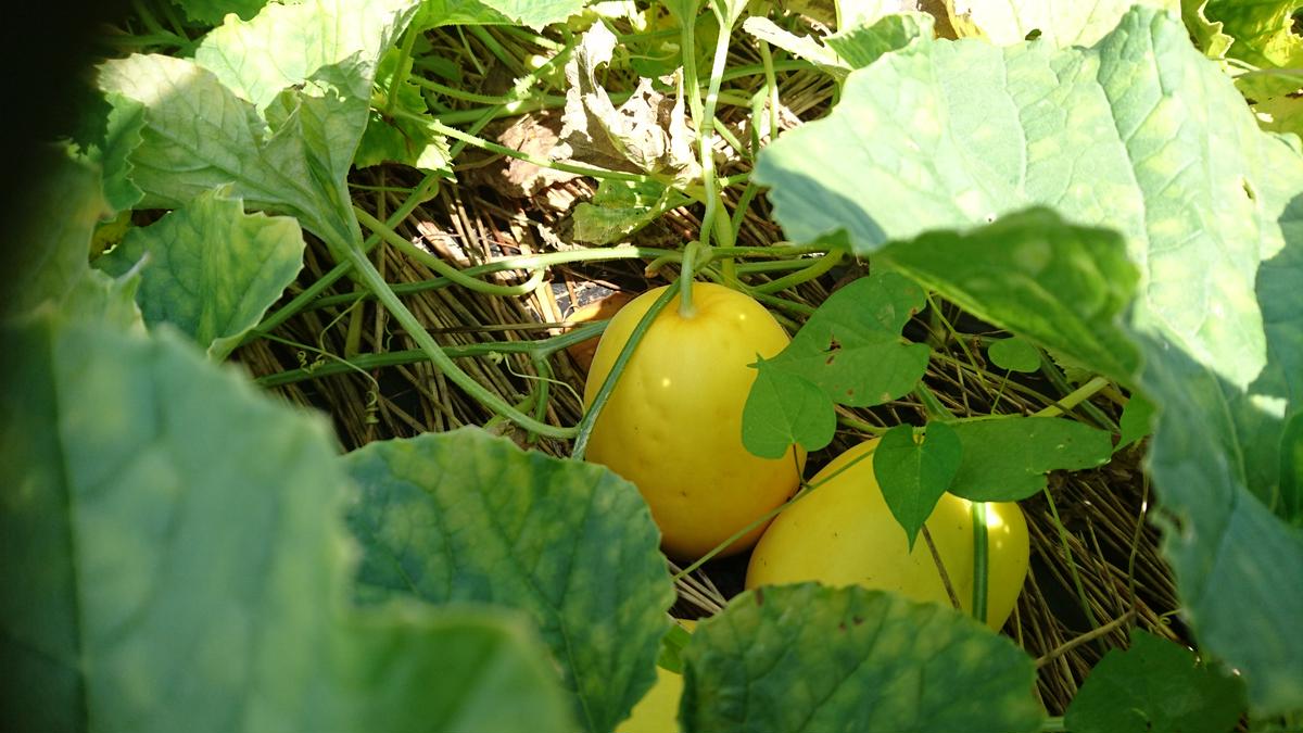 農家直送 近江伝統野菜 無農薬まくわうり 5kgセット 原木椎茸と無農薬野菜 みなくちファーム
