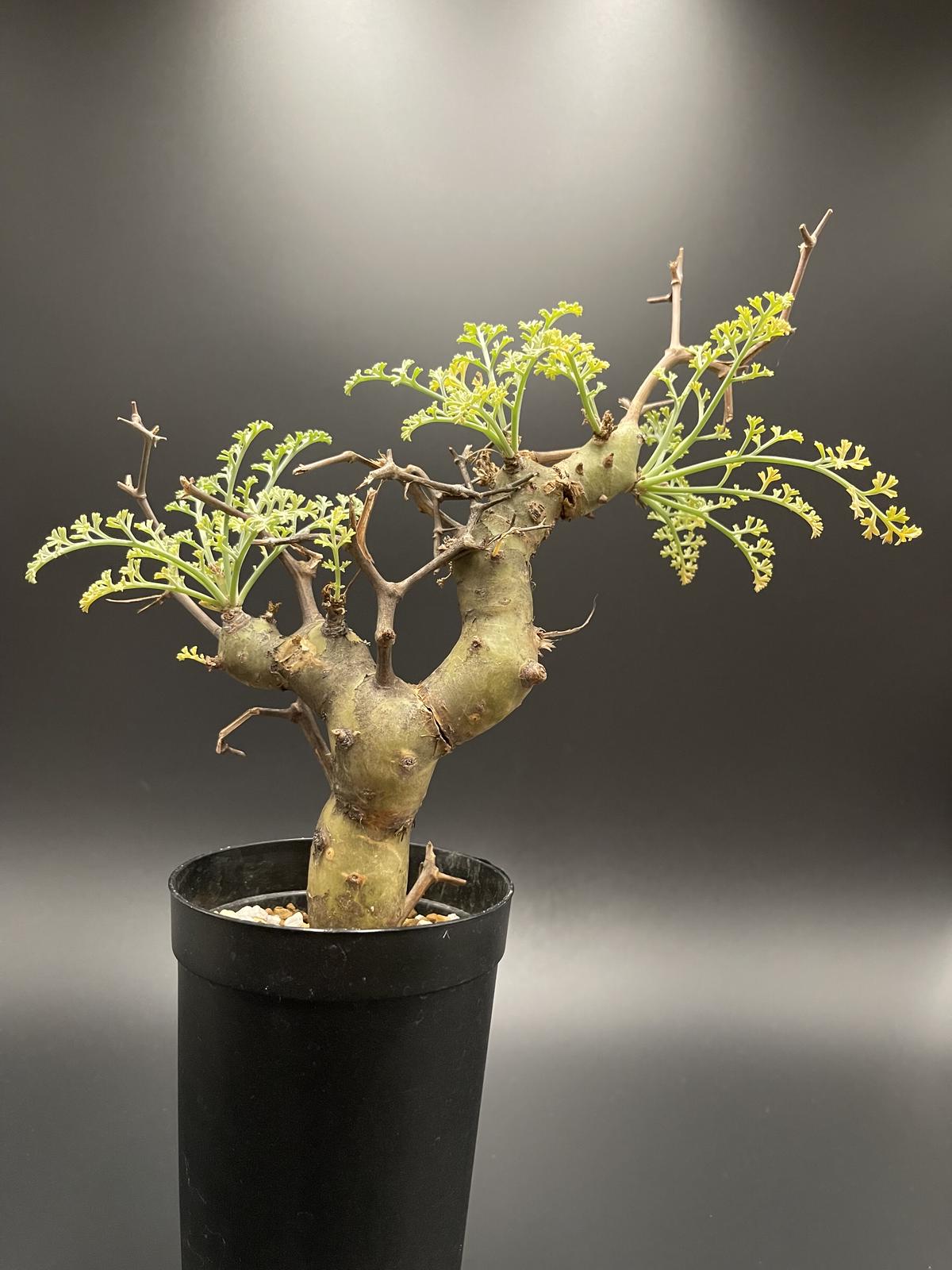 ペラルゴニウム クリズミフォリウム 山伏天狗 ペラルゴニウムクリズミ