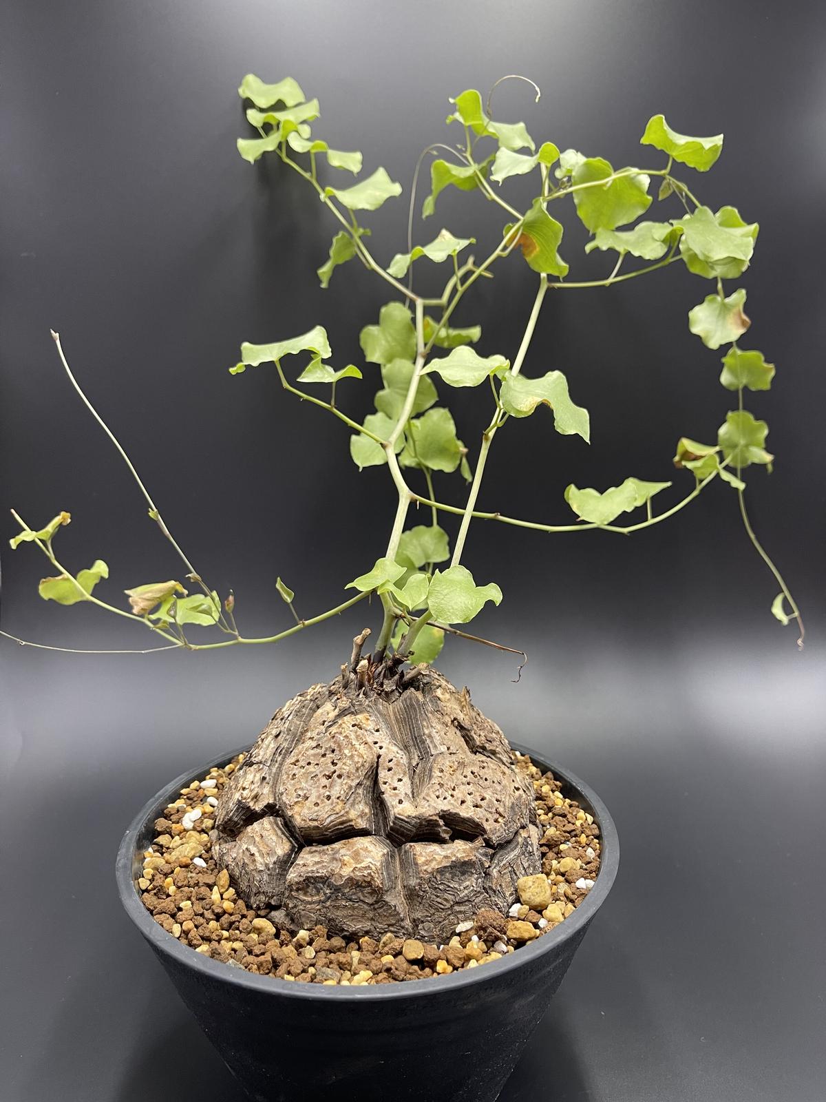 巨大　亀甲竜　ディスコレア　エレファンティペス　発根済み　現地球　カチカチ 雄株開花【現地球】【発根済】亀甲竜 ディスコレアエレファンティペス