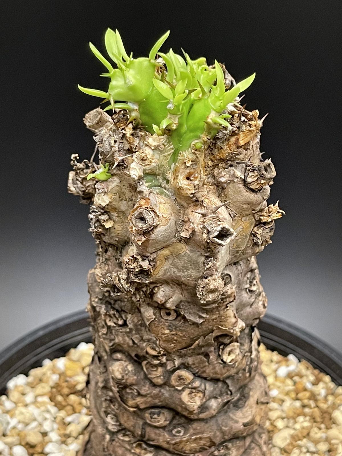 10/30輸入〕ユーフォルビア ムランジーナ 塊根植物 ベアルート株 20