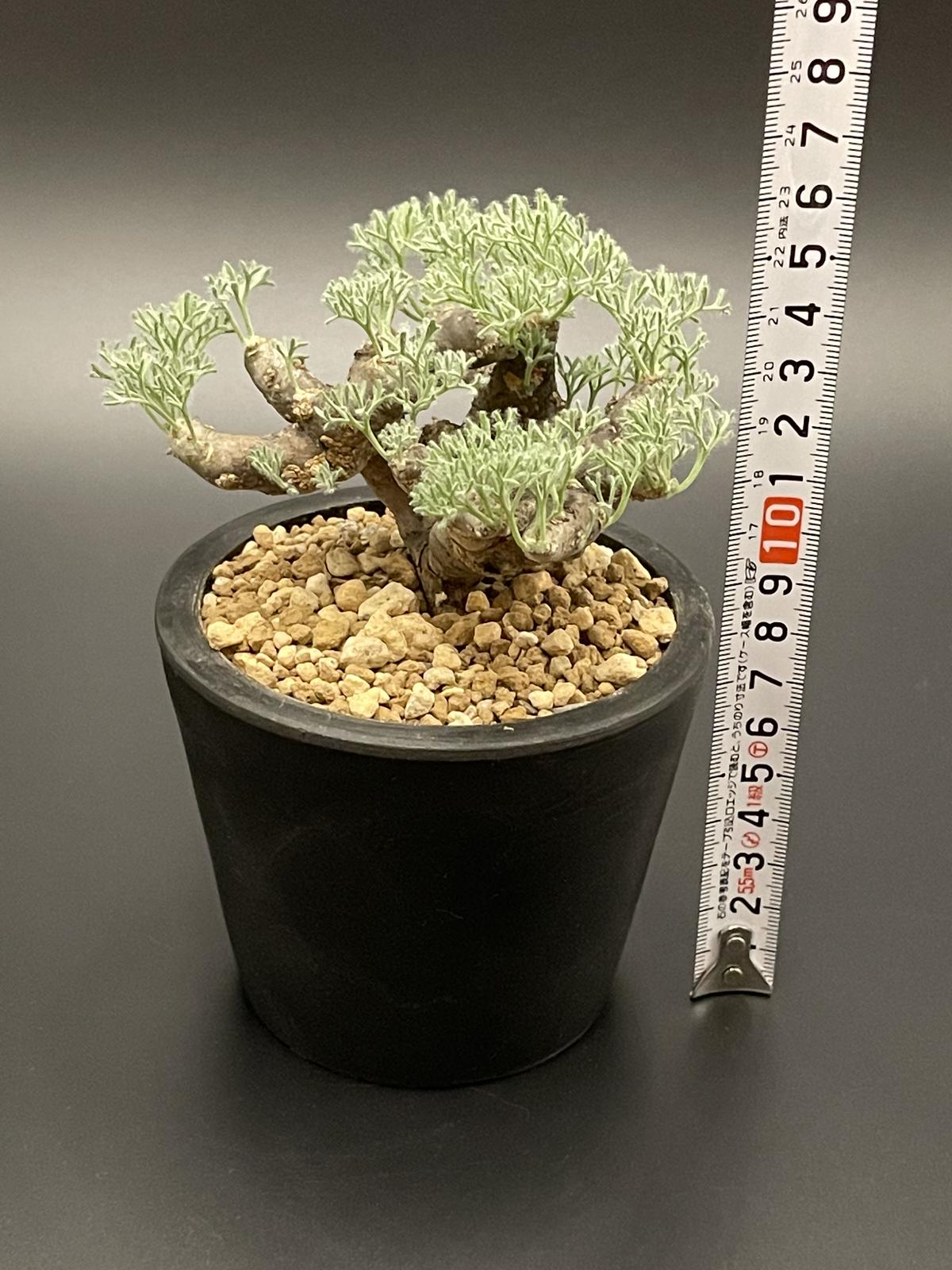 サルコカウロン　ペニクリナム　種子　5/17-4 サルコカウロン ペニクリナム 種子 5/17-4