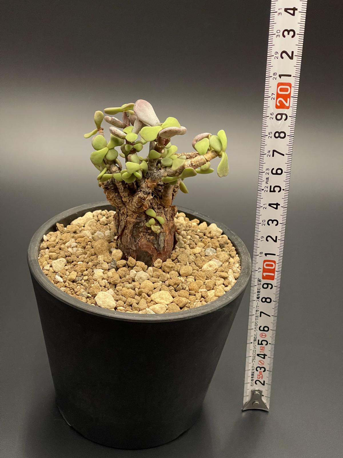 現地球 ケラリアピグマエア 雌雄未判別