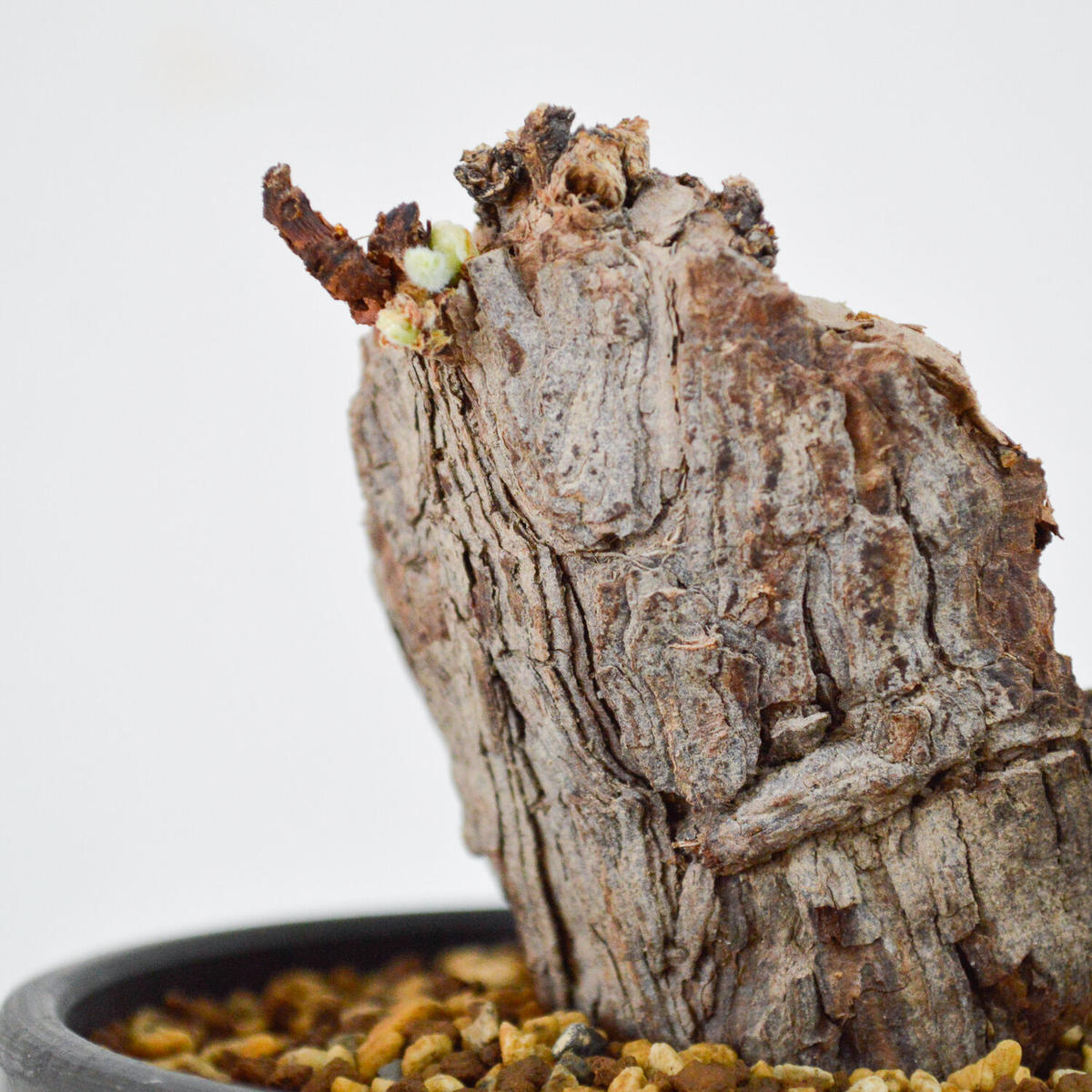 ペラルゴニウム トリステ かみ山陶器 鉢混み 鉢・プランター 