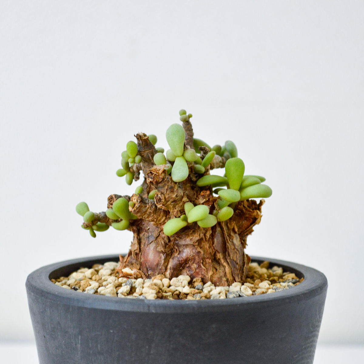 ケラリアピグマエア 現地球 現地球 ケラリアピグマエア 雌雄未判別 安い