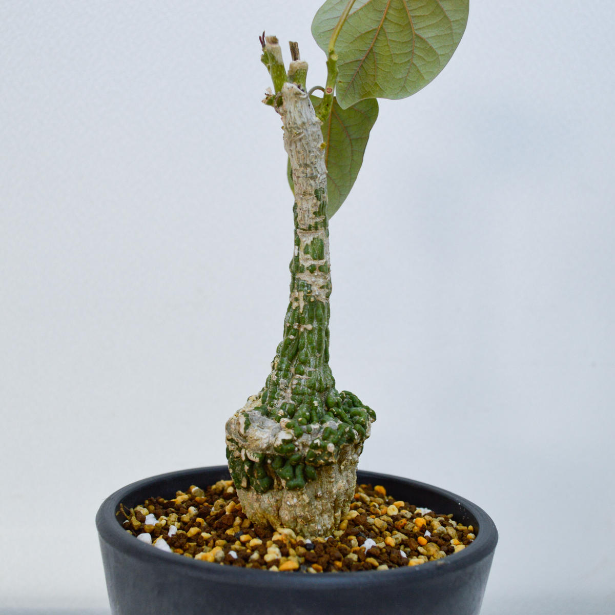 サマーセール！ 発根済み 現地株 アデニア ステイローサ レッドリーフ 現地球 サマーセール！ 発根済み 現地株 アデニア ステイローサ レッドリーフ