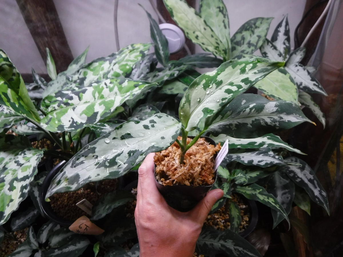 c-3】ソテツ(胴切り株)