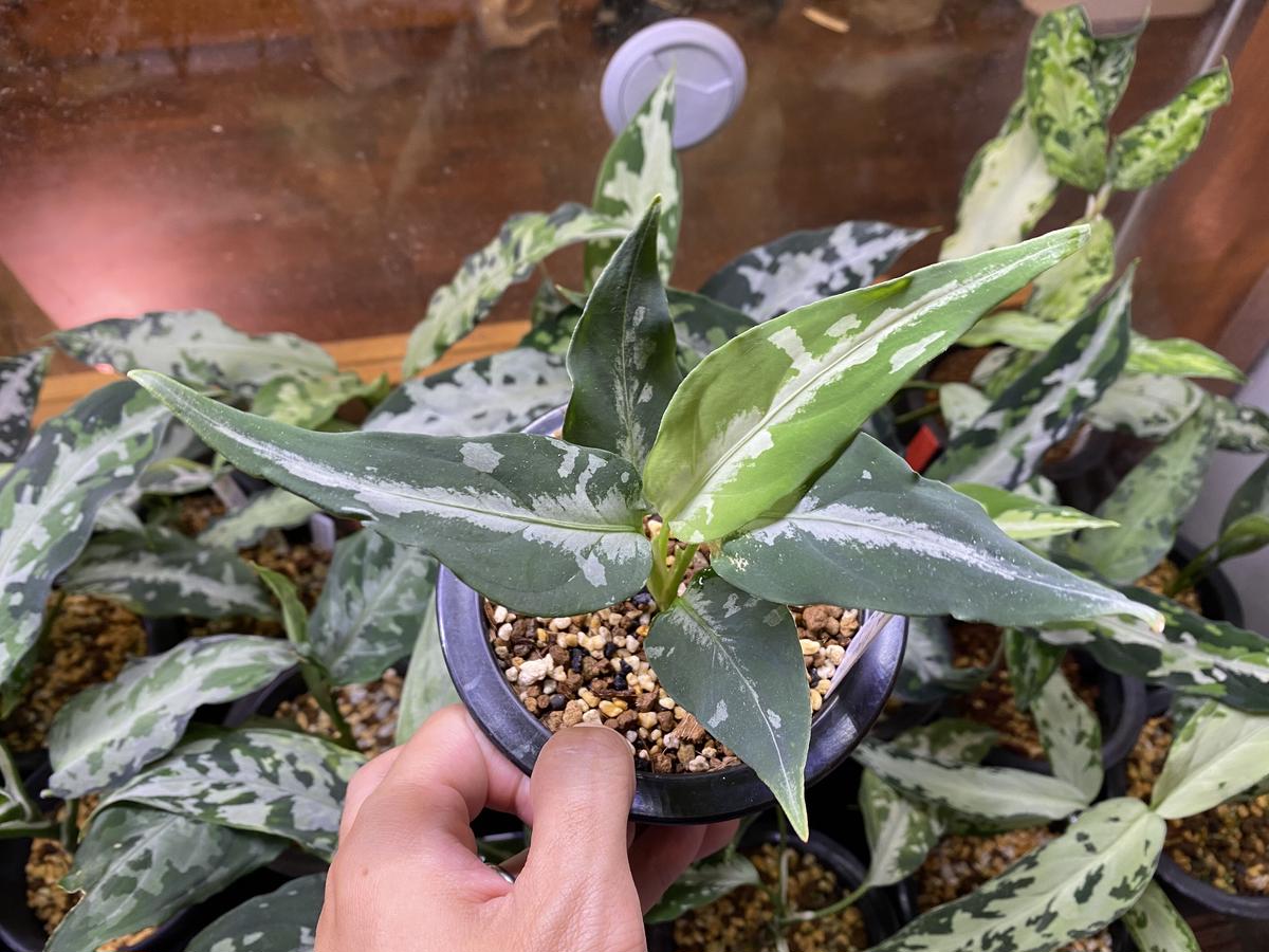 アグラオネマ　LA1016-03j アグラオネマ【LA1016-03j】 【公式通販】