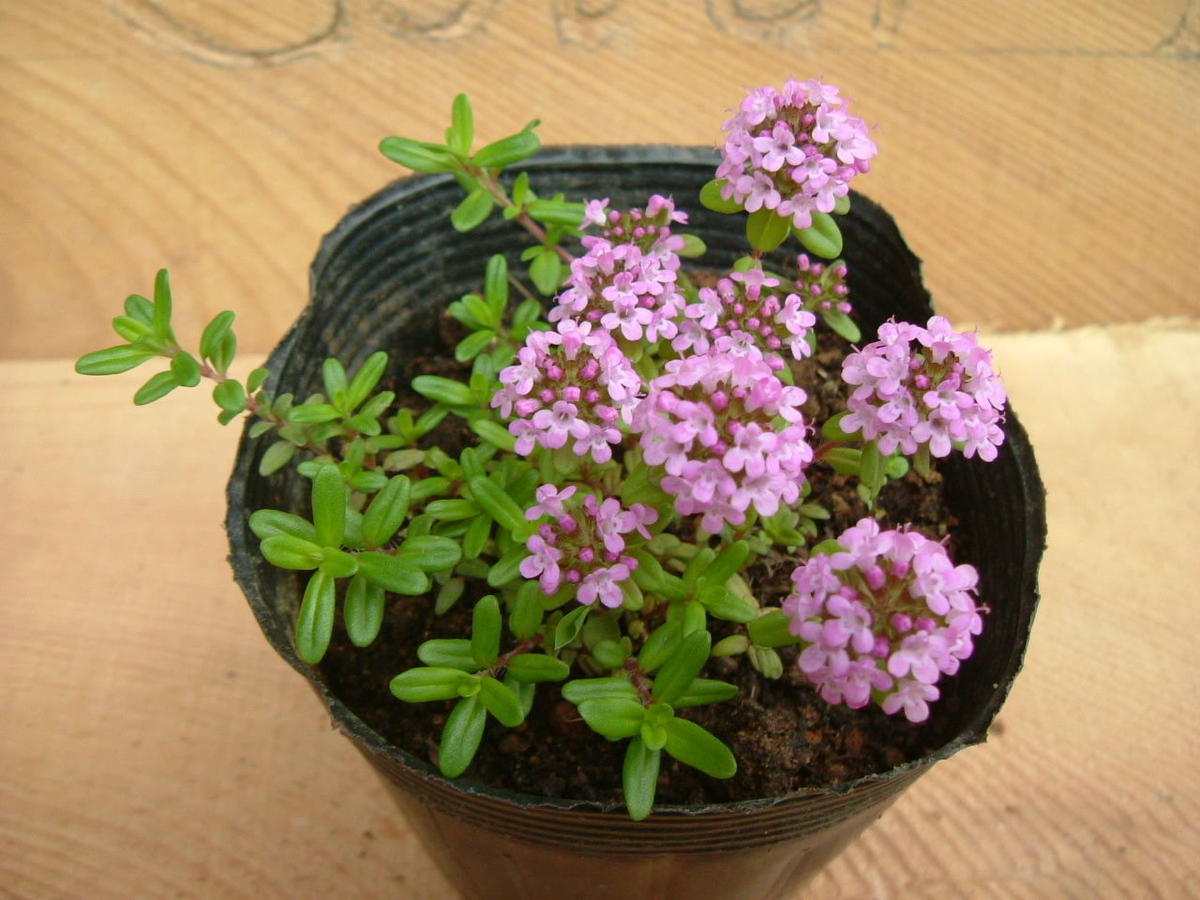 Ground Cover Plants クリーピングタイム Greenfarm